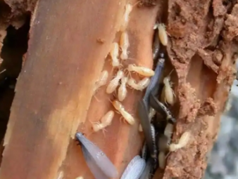 龙海白蚁防治公司分享别墅庭院白蚁综合治理，告别绿植虫害入户难题